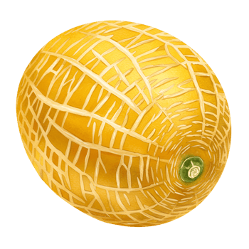 A single view of a cantaloupe with a yellow rind and light colored netting on a plain isolation transparent background png