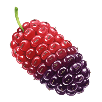 Close up of a ripe mulberry fruit showing its red and purple color with a green stem on a plain background transparent background png