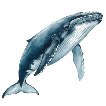 Watercolor illustration of a humpback whale swimming upwards against a plain surrounding area transparent background png