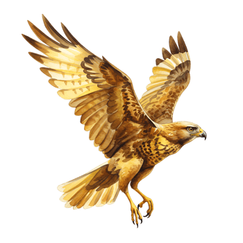 Illustration of a golden eagle with wings spread against a plain background in watercolor style transparent background png