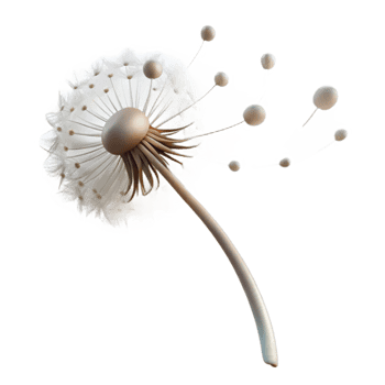 vibrant classic A Single Dandelion Seedhead with Seeds original png