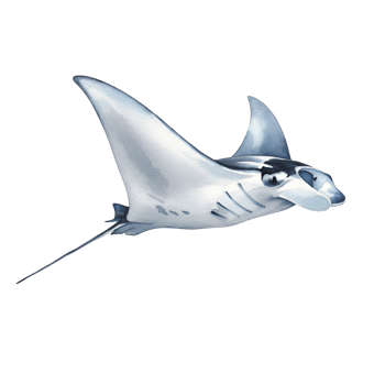 Illustration of a manta ray with white and gray coloration gliding through a featureless space transparent background png