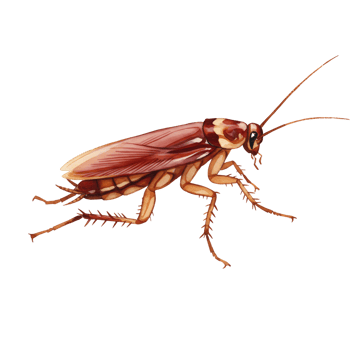 Illustration of a cockroach with antenna and legs visible on a plain colored setting transparent background png