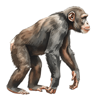 Illustration of a chimpanzee walking transparent background png
