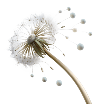 beautiful modern A Single Dandelion Seedhead with Seeds high resolution png