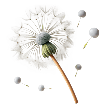 wonderful modern A Single Dandelion Seedhead with Seeds 4K png