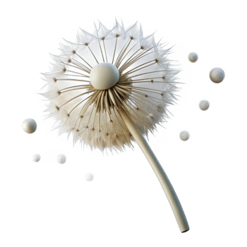beautiful vintage A Single Dandelion Seed Head high resolution png