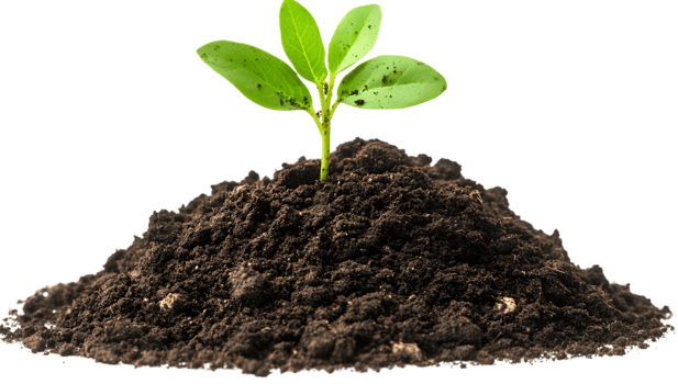 Young Green Plant Growing in Soil Transparent BG png