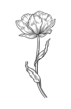 Tulip with leaves, graceful black thin line, blooming flower. Beautiful spring decor. Drawing element for design vector