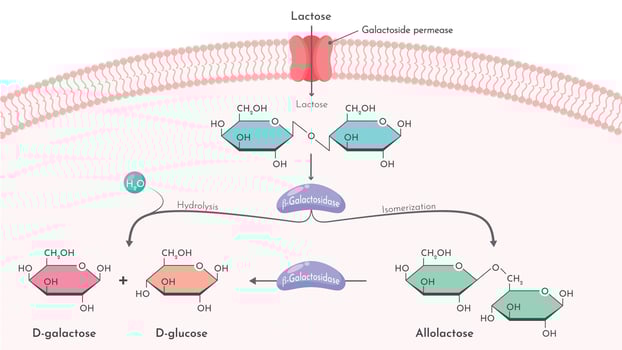 beta galactosidase Lactase enzyme breakdown of lactose vector