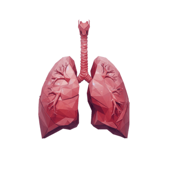 Low Poly Lungs Illustration, Red And Pink Human Respiratory System Anatomy png