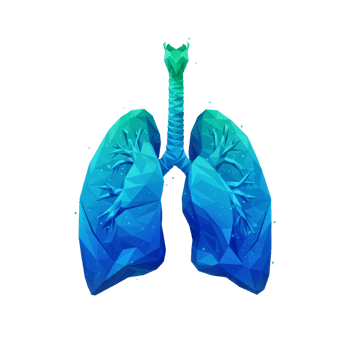Abstract Low Poly Lungs Illustration Teal And Blue Gradient png