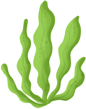 Cute Green Algae Clipart Green Algae Illustration Unique Algae png