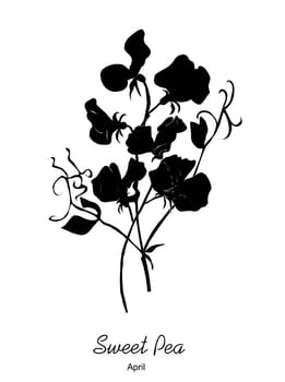 Black silhouette of Sweet Pea April flower vector