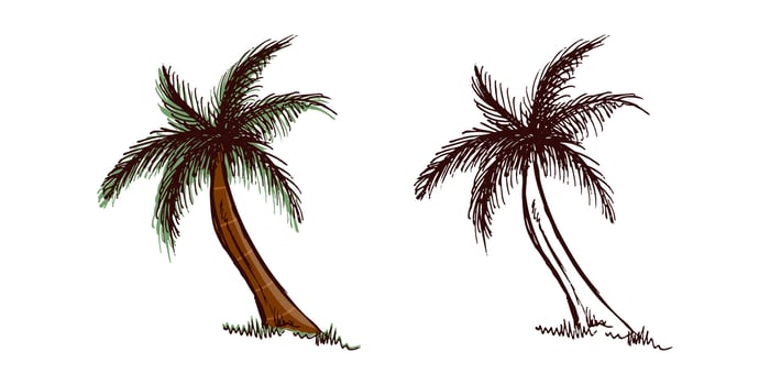 Hand-drawn colored and monochrome tropical palm tree with green leaves and brown trunk for beach travel design in vintage engraved style vector