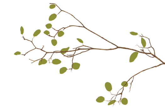 Tree branch with green leaves isolated graphic illustration. png