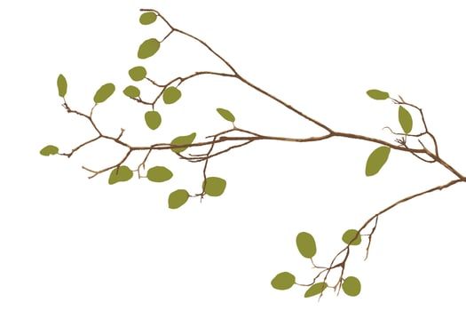 Tree branch with green leaves isolated on white background graphic illustration. vector