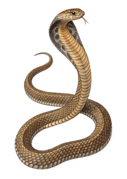 a king cobra slithering. Its body looks twisted. isolated on a transparent background png