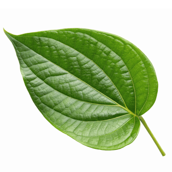 High Quality Detailed Green Betel Leaf Isolated on Transparent Background png