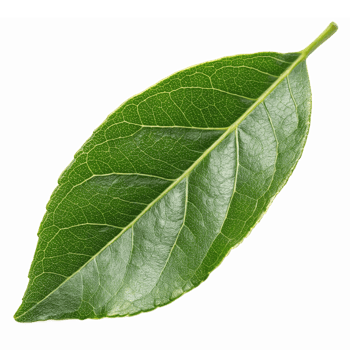 Realistic Green Bay Leaf Isolated on Transparent Background for Culinary and Aromatic Use png