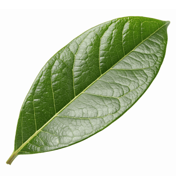 Realistic Green Bay Leaf Isolated on Transparent Background for Culinary and Herbal Uses png