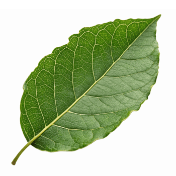 Realistic Green Bay Leaf Isolated on Transparent Background Ideal for Culinary and Botanical Uses png