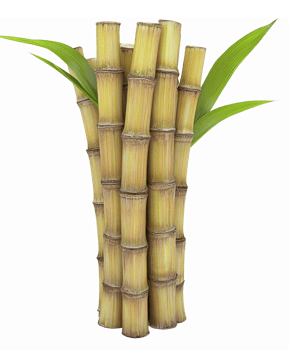 Realistic Sugar Cane Stalks with Green Leaves on Transparent Background for Fresh Nature Designs png