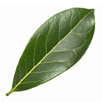 Realistic Green Bay Leaf Isolated on Transparent Background for Culinary and Herbal Use png