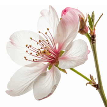 Delicate Cherry Blossom Flower with Soft Pink Hues and Elegant Petals on a Transparent Background png