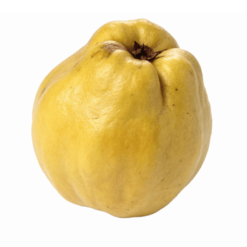 Fresh Ripe Quince Fruit Isolated on Transparent Background for Culinary and Health Uses png