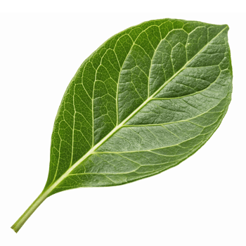 Fresh Green Leaf Isolated on Transparent Background Ideal for Nature Illustrations and Designs png