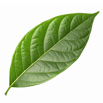 Realistic Green Leaf Isolated on Transparent Background for Nature and Organic Design Projects png