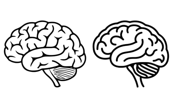 Human Brain Illustration Comparison Detailed vs Simplified Designs cliparts. vector