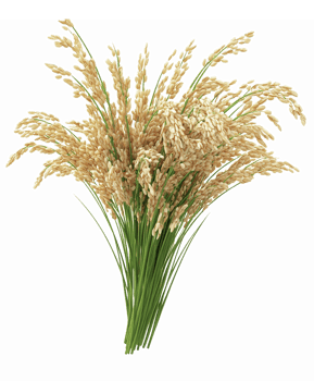 Realistic Illustration of Golden Wheat Bundle with Green Stems on Transparent Background png