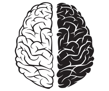 Human Brain Illustration Comparison Detailed vs Simplified Designs clipart vector