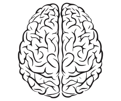 Human Brain Illustration Comparison Detailed vector
