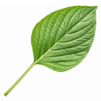 Realistic Green Leaf Isolated on Transparent Background for Nature and Eco Design png