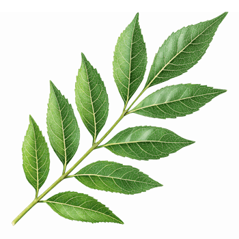 Fresh Green Bay Leaf Branch with Lush Leaves Ideal for Culinary and Herbal Designs png