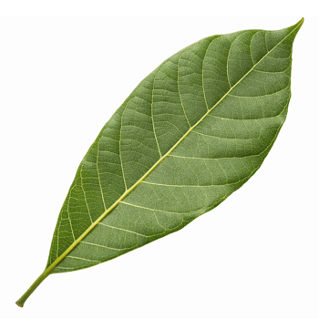 Green Bay Leaf Isolated on Transparent Background for Culinary and Aromatic Use png