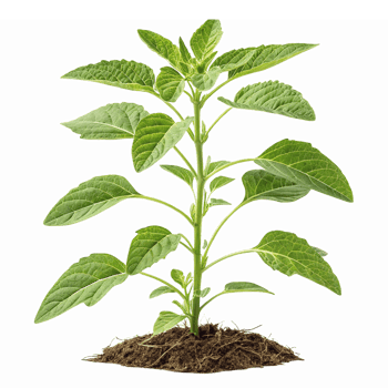 Green Sapling Growing in Soil with Healthy Leaves Symbolizing New Life and Growth png