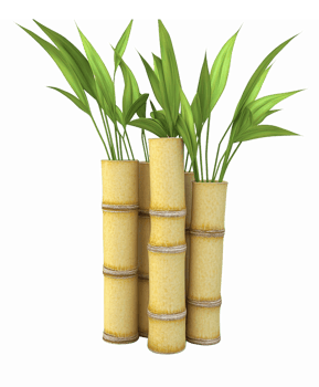 Elegant Bamboo Plant Arrangement in Yellow Planters with Lush Green Leaves on Transparent Background png