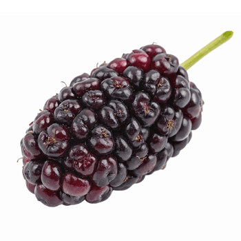 Fresh Delicious Black Mulberry Berries on White Background Perfect for Healthy Recipes and Smoothies png