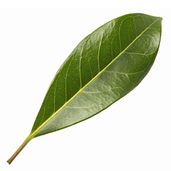 Realistic Green Bay Leaf Isolated on Transparent Background for Culinary and Decorative Use png