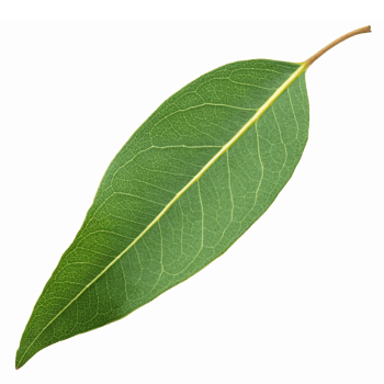 Single Green Bay Leaf Isolated on Transparent Background for Culinary and Aromatic Use png