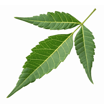 Green Glossy Neem Leaves Isolated on Transparent Background for Natural Health Designs png