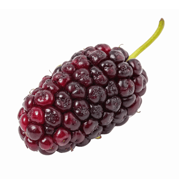Fresh Juicy Blackberry with Green Stem Isolated on Transparent Background png