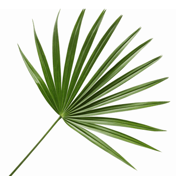 Lush Green Palm Leaf Design for Tropical Themes and Nature-Inspired Backgrounds png