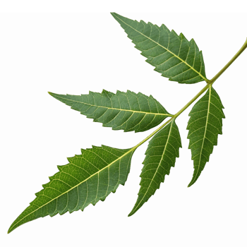 Green Leaf Branch with Lush Leaves for Nature Themes and Eco-Friendly Designs png