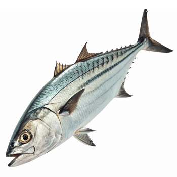 Realistic Illustration of a Striped Fish with Transparent Background for Educational Use png