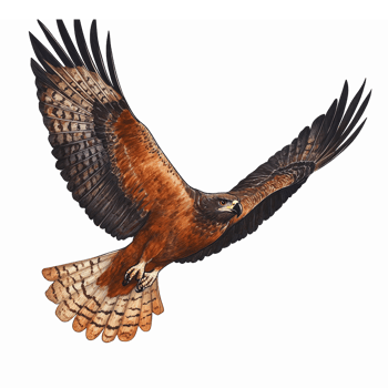 Majestic Red-tailed Hawk in Flight with Detailed Feathers and Stunning Wing Spread png